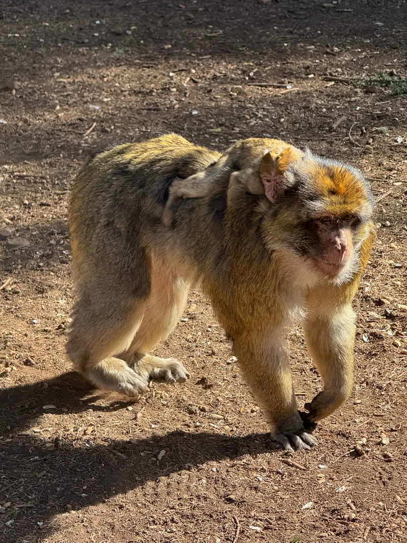 Barbary macaque walking with a baby monkey hanging on at Ouzoud Falls
