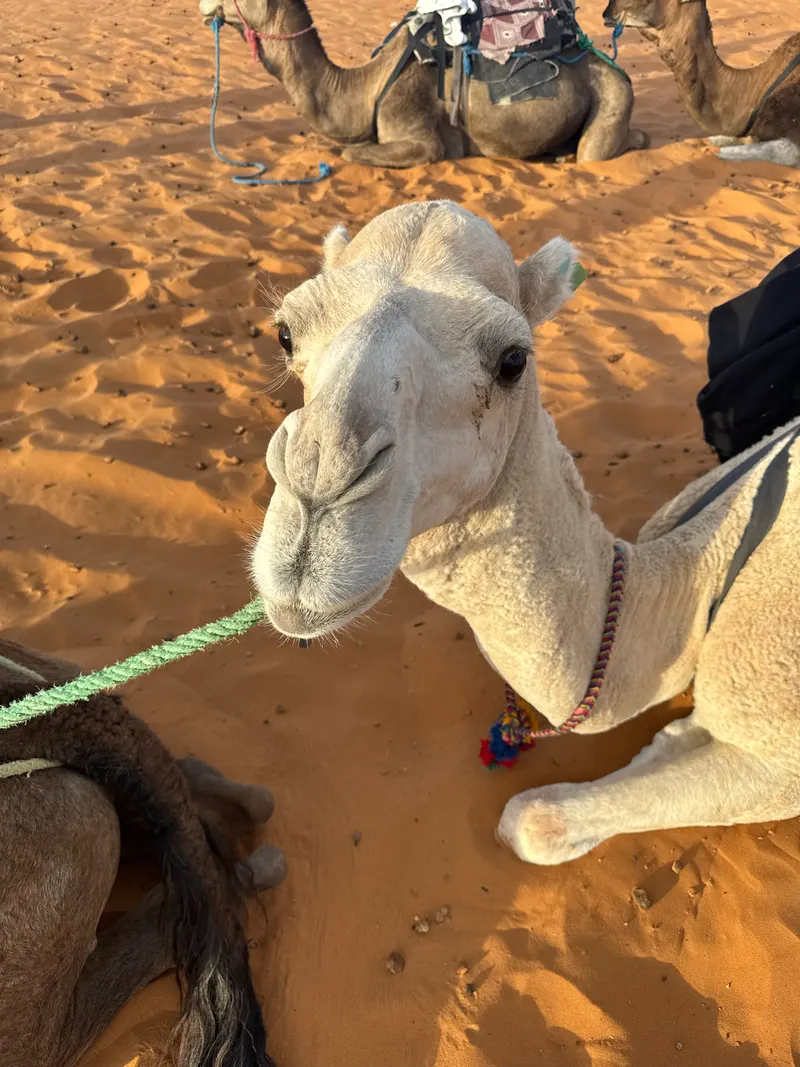 My camel Al-Abyad, meaning 'the white one' in Arabic