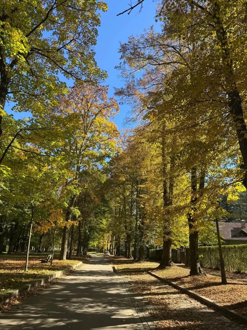 Tree-lined avenue in autumn colors, Camprodon