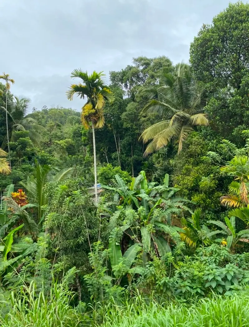 Typical Sri Lankan Highlands landscape