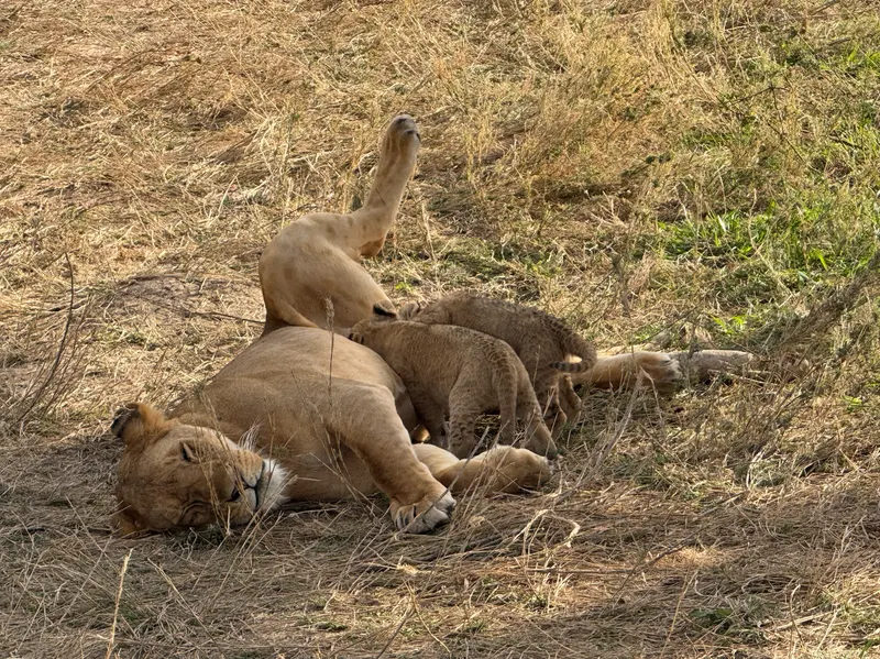 Lioness feeding her babies under a tree in Serengeti National Park Tanzania