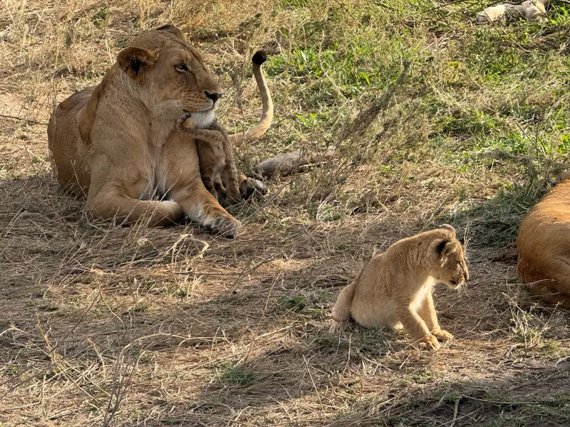 Tanzania 10-Day Itinerary: Safari & Zanzibar Paradise (Complete Guide)