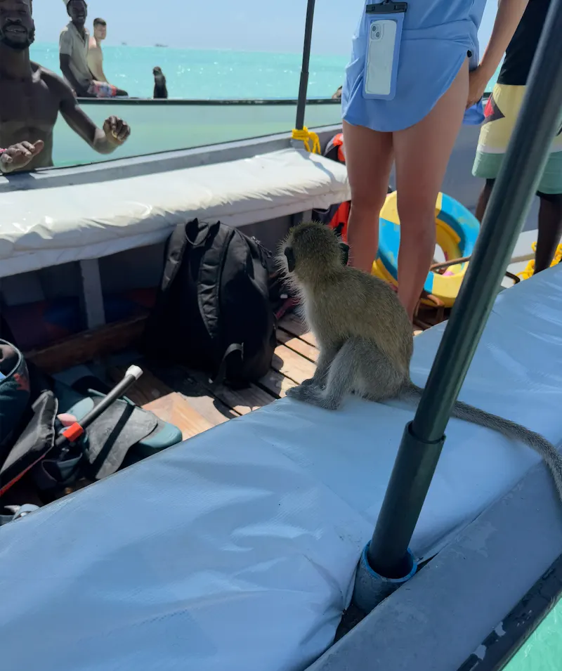 Monkey on a boat in Mnemba Atoll Tanzania