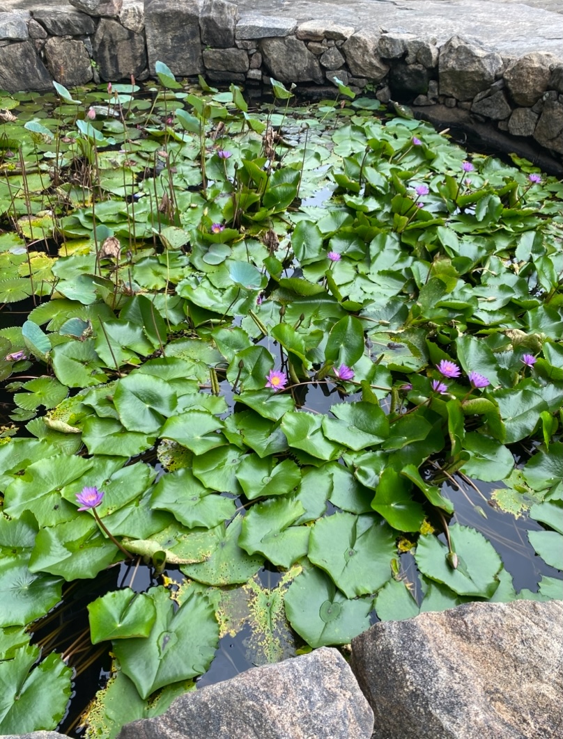 Water lilies in Dambulla