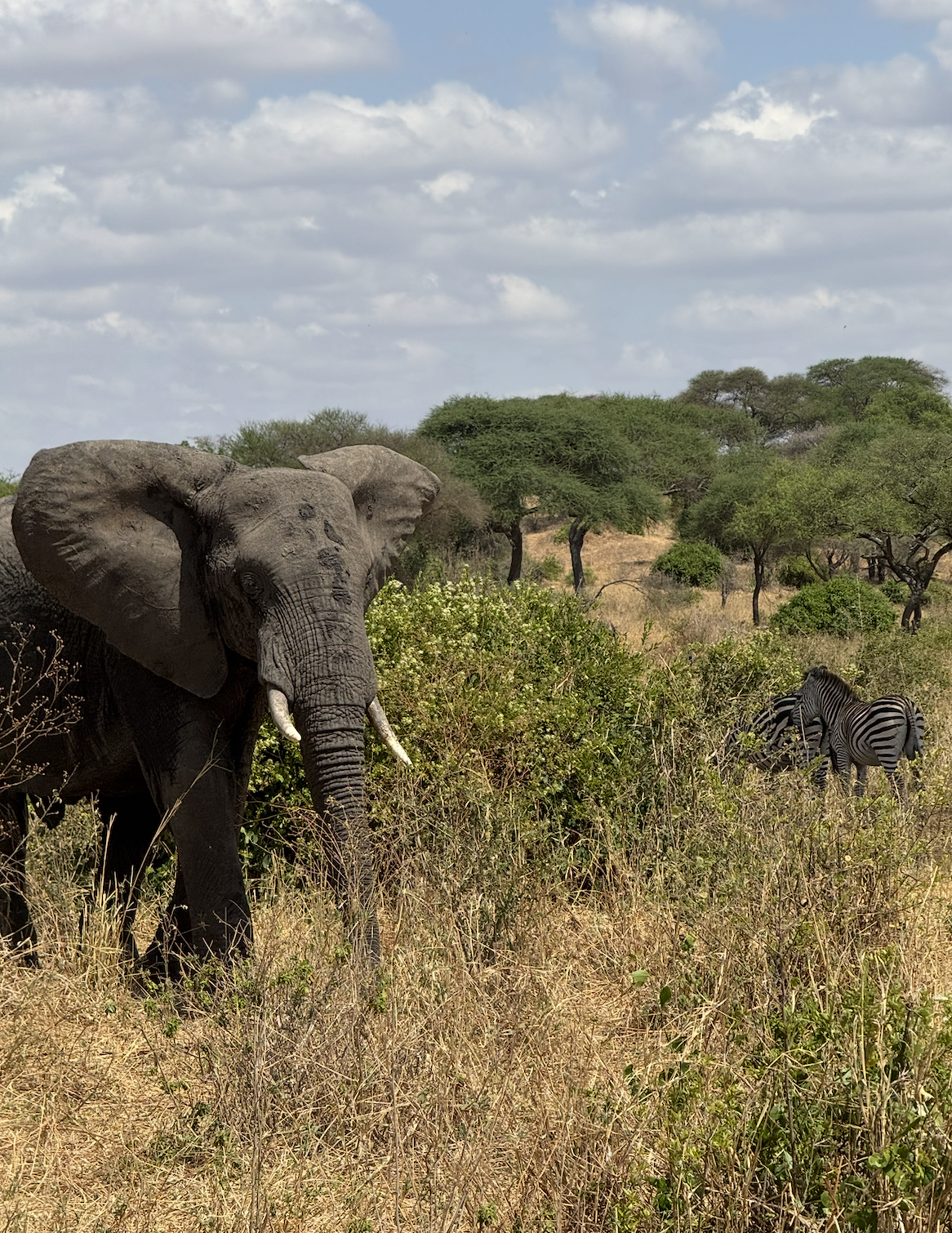 Elephant and zebra next to each other in Tarangire National Park Tanzania