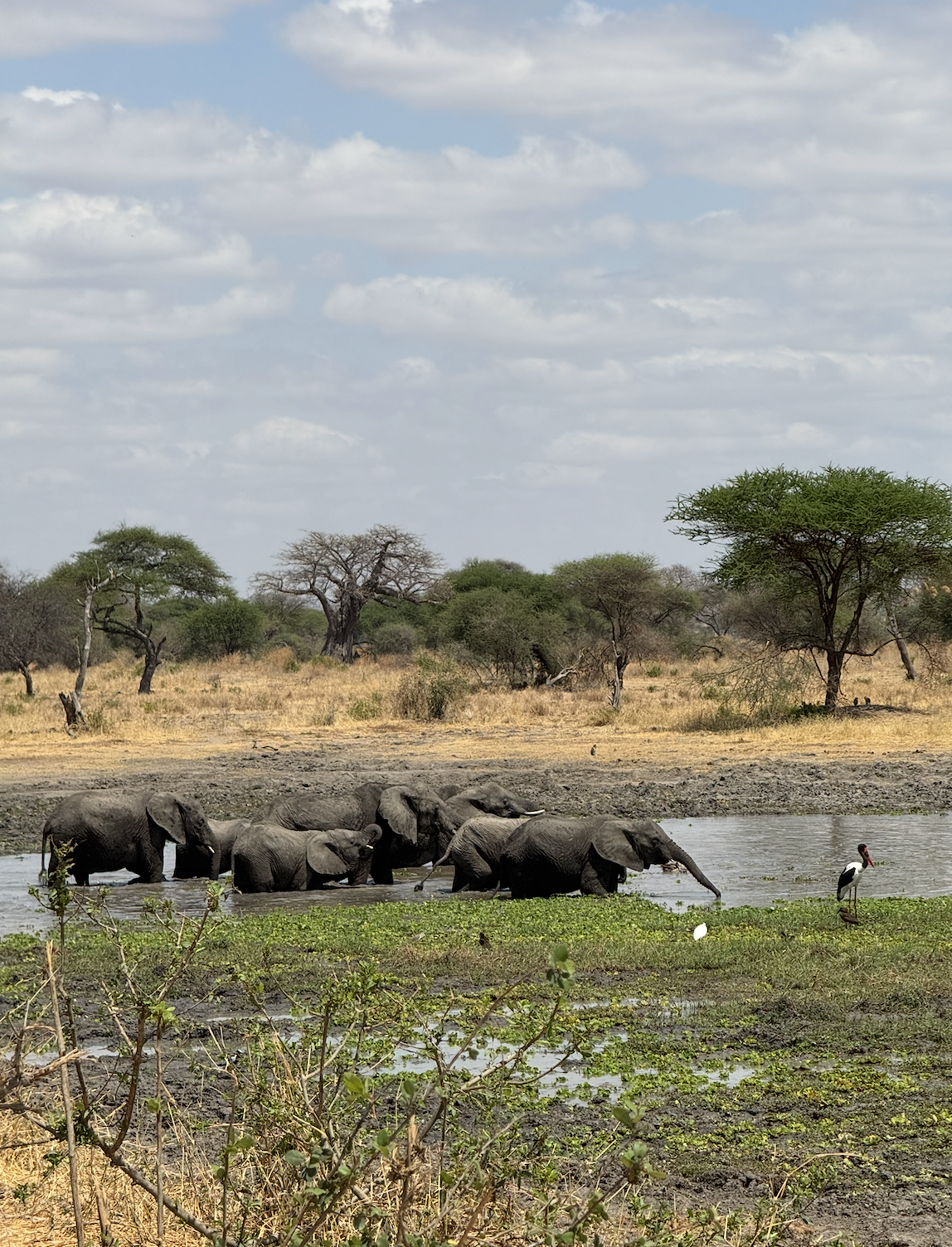 Elephant herd taking a bath next to a stork Tarangire National Park Tanzania