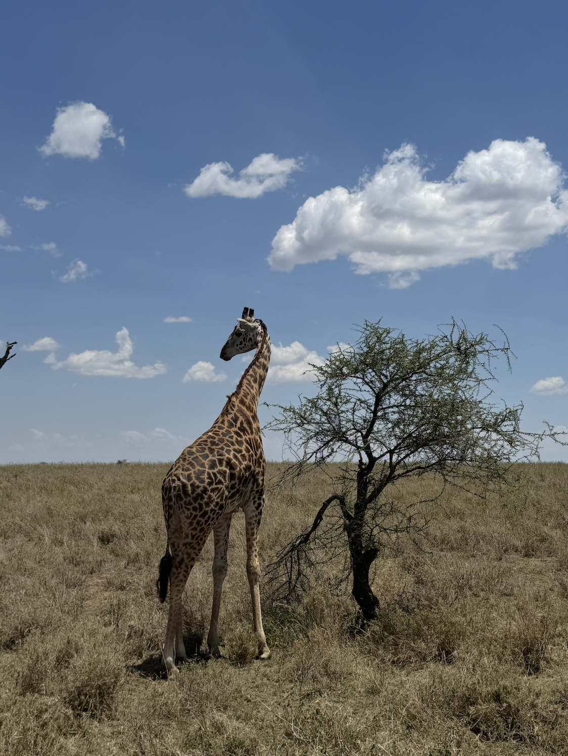 Masai giraffe alone next to a tree in the savannah