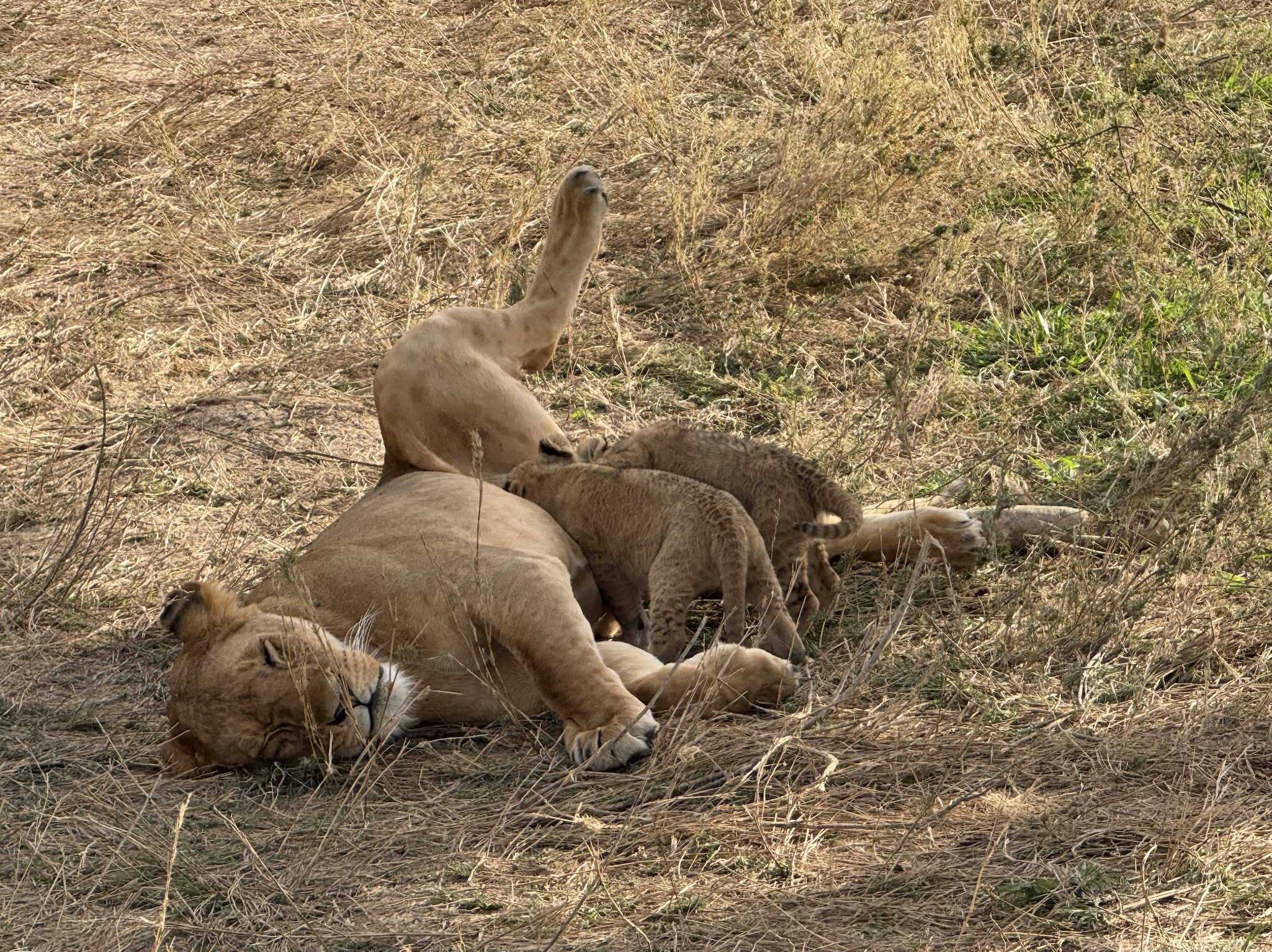 Lioness feeding her babies under a tree in Serengeti National Park Tanzania