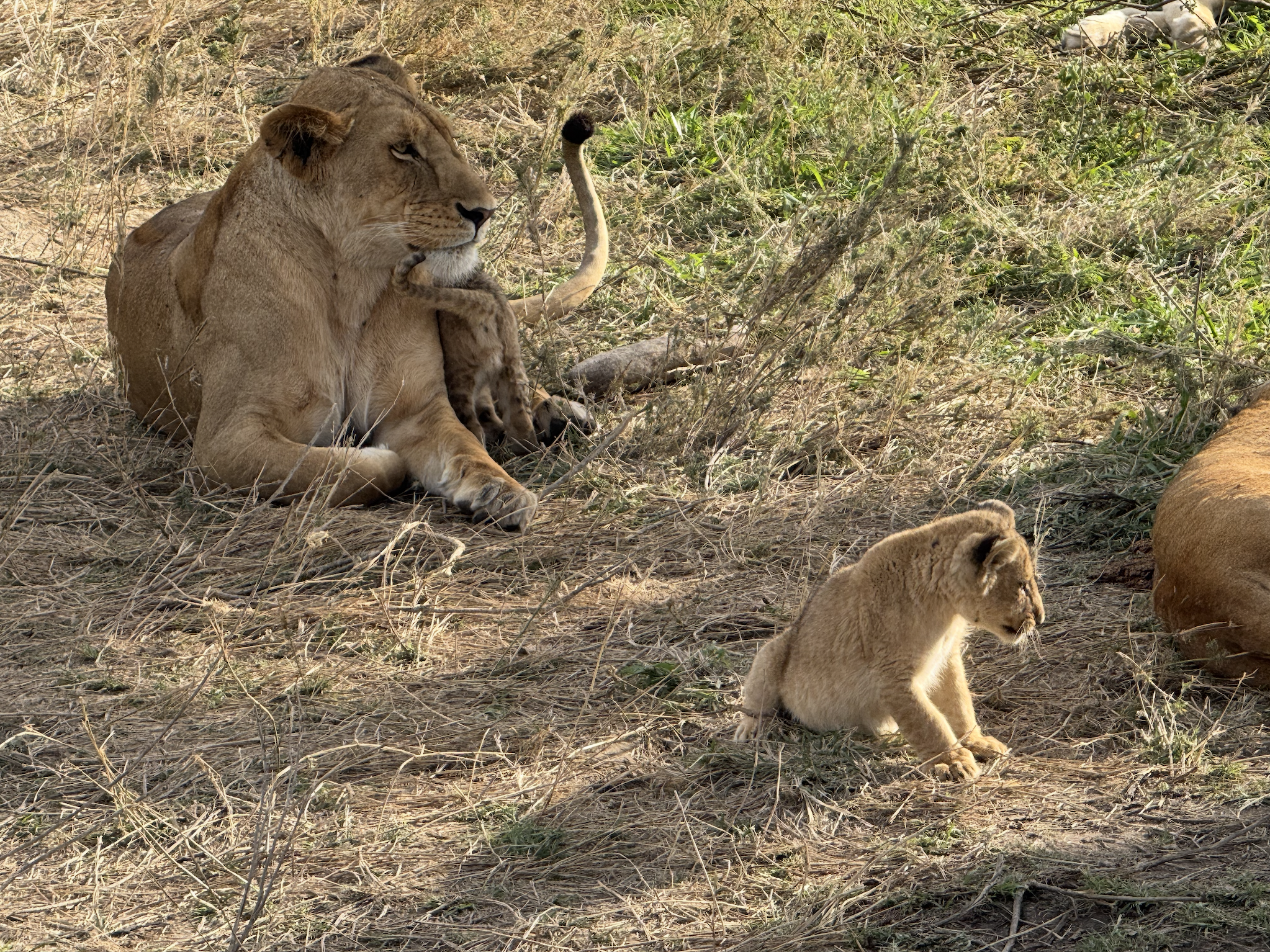 Tanzania 10-Day Itinerary: Safari & Zanzibar Paradise (Complete Guide)