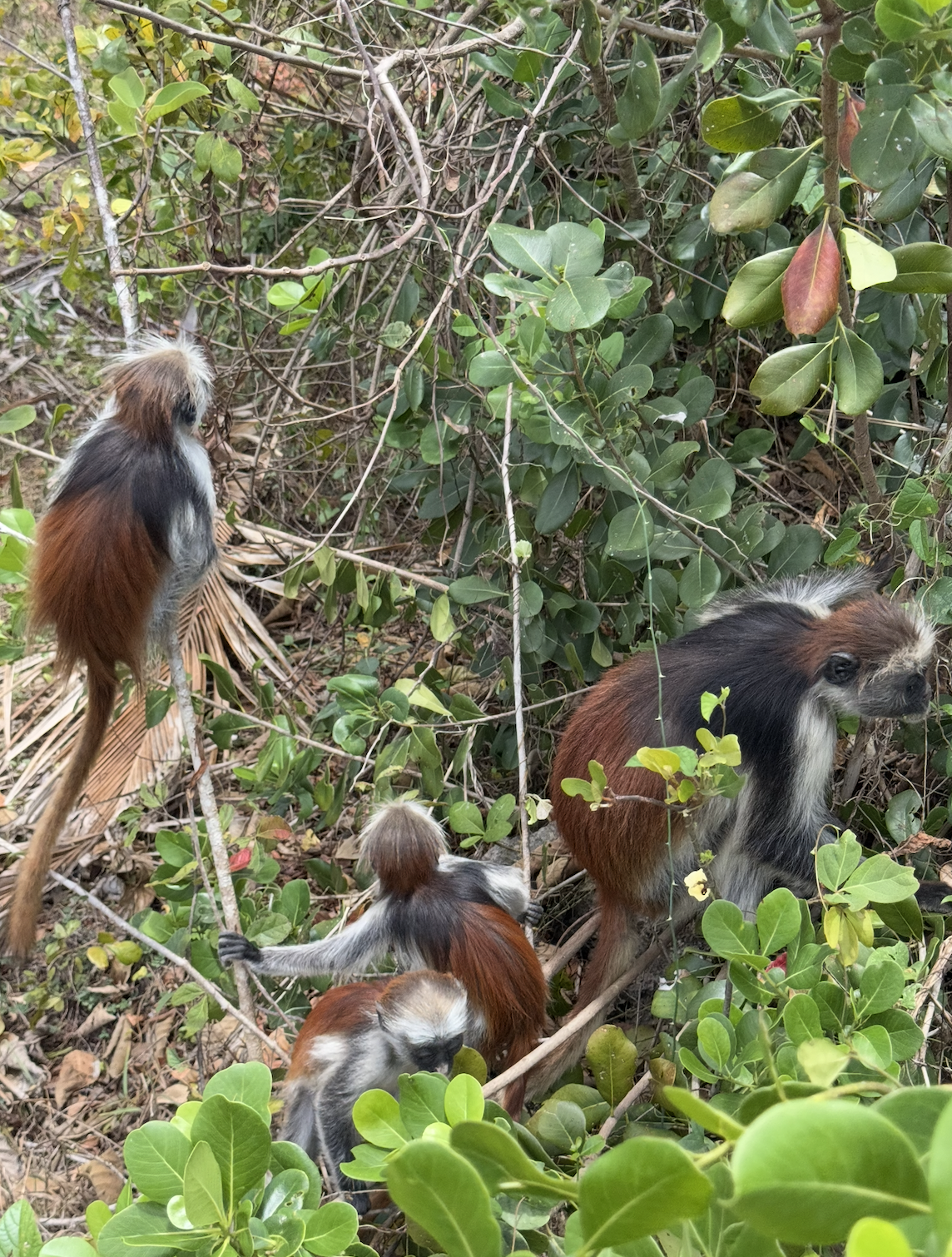 Rare red colobus monkeys in Jozani Forest Zanzibar sitting in trees